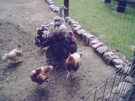 la ferme